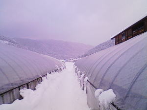 雪またじ