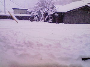 いきなり!大雪