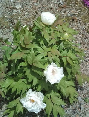立てば芍薬