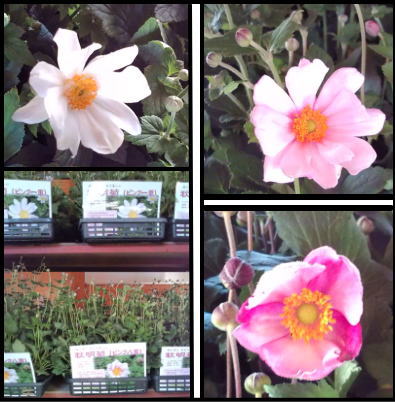 秋明菊andマイブーム