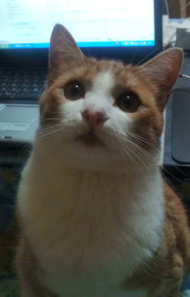 あけましておめでとうございます