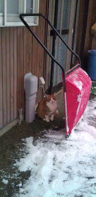 雪またじ