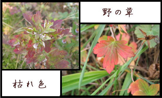 枯れ色