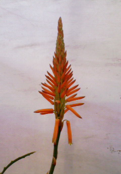 アロエの花