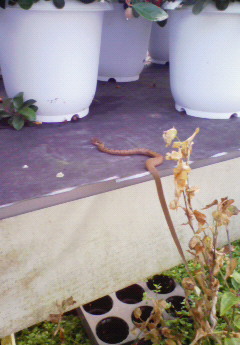 お茶の