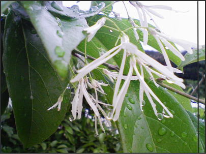 雨上がりの・・・
