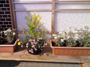 芽吹いてます