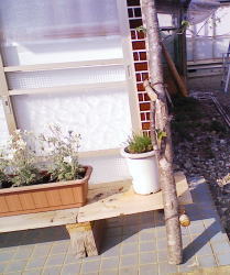 芽吹いてます
