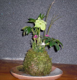 苔玉