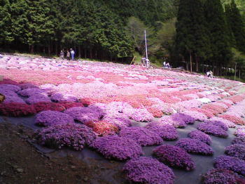 国田家の芝桜