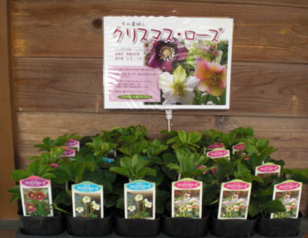 今朝は霜が。