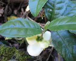お茶の花 開花