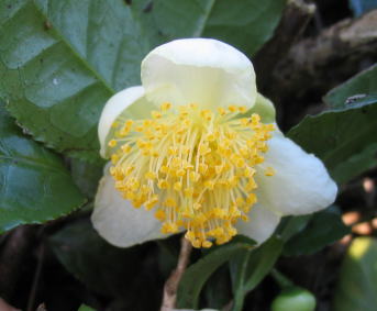 お茶の花 開花