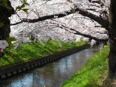 五条川の千本桜