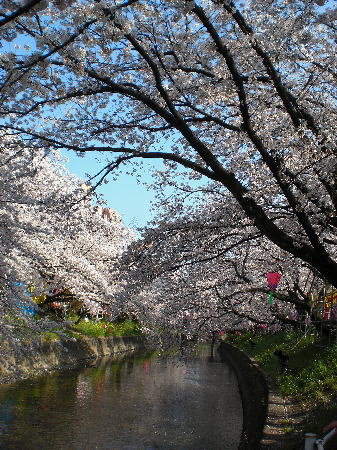 五条川の千本桜
