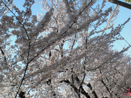 五条川の千本桜