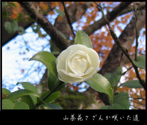 山茶花