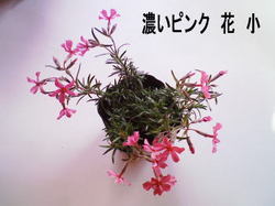 春近し