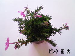 春近し