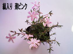 春近し