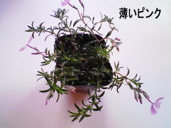 春近し