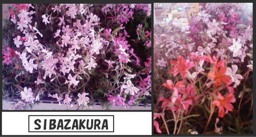 芝桜