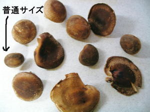 本日の大根