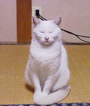 明日は