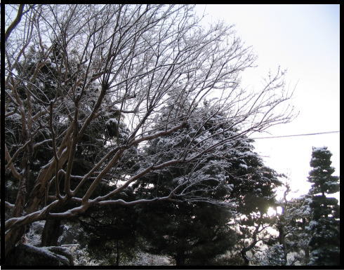 今朝の庭