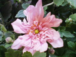 八重の秋明菊