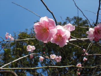 開花