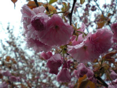 雨やどり