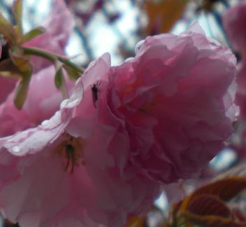 雨やどり