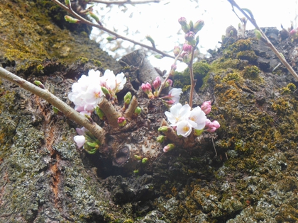春を見つけました✿ 春を見つけました✿