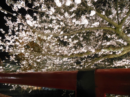 夜桜✿ 夜桜✿