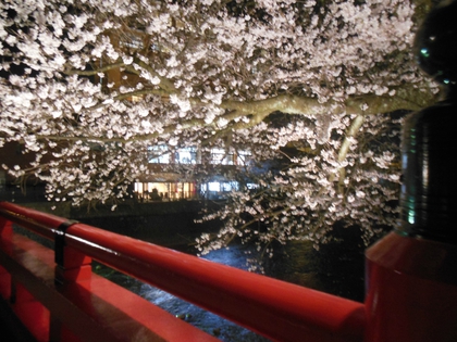 夜桜✿ 夜桜✿