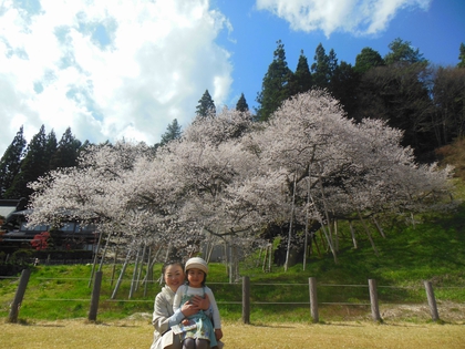 満開✿臥龍桜✿ 満開✿臥龍桜✿