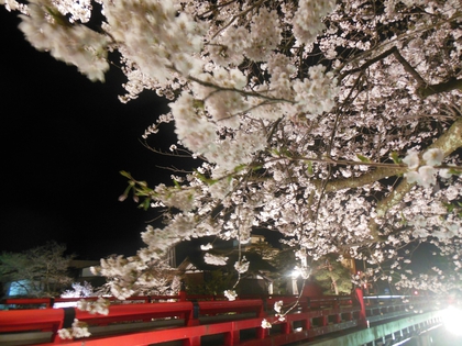 夜桜✿ 夜桜✿