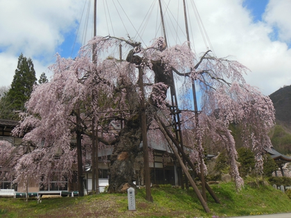 清見町大谷 西光寺の枝垂れ桜✿ 清見町大谷 西光寺の枝垂れ桜✿