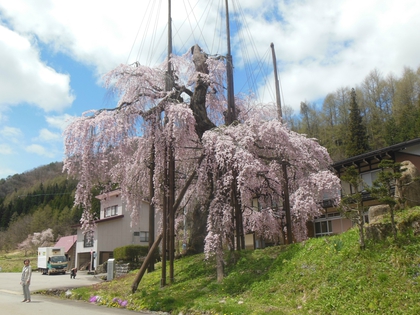 清見町大谷 西光寺の枝垂れ桜✿ 清見町大谷 西光寺の枝垂れ桜✿