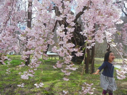 清見町大谷 西光寺の枝垂れ桜✿ 清見町大谷 西光寺の枝垂れ桜✿