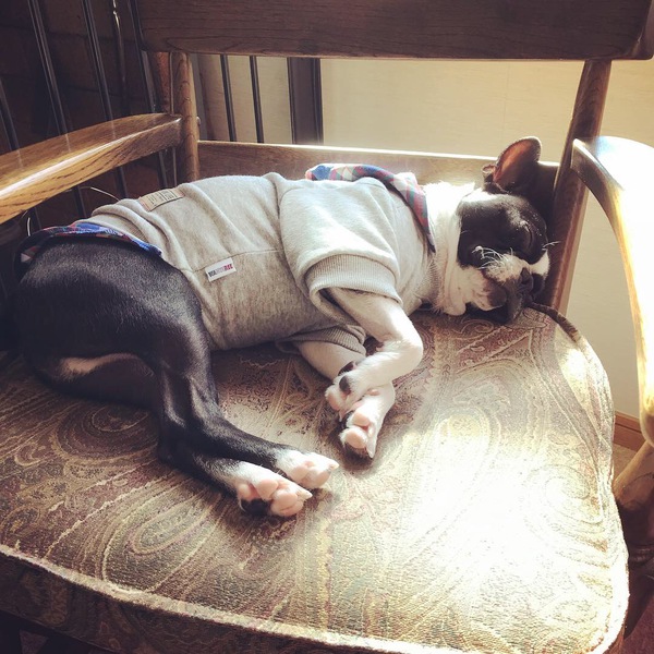 ときどき看板犬?我が家のティム、1才になる!! ときどき看板犬?我が家のティム、1才になる!!