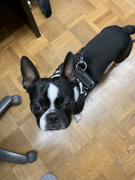 昨日のうれしいお客さまたち♪ 昨日のうれしいお客さまたち♪