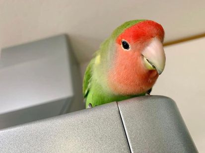 ペットが舐めても・触れても安全な洗剤がいい! ペットが舐めても・触れても安全な洗剤がいい!