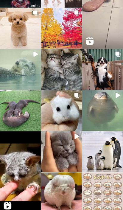 【癒し】モフモフください…!! 【癒し】モフモフください…!!