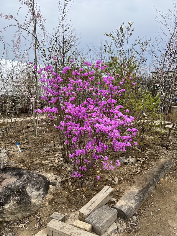 ミツバツツジです ミツバツツジです