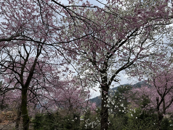 ミツバツツジです ミツバツツジです