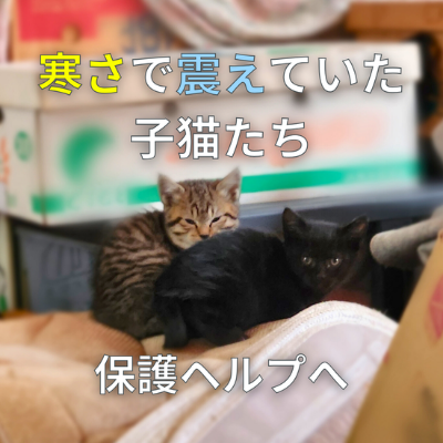 ∞保護ヘルプへ∞ ∞保護ヘルプへ∞