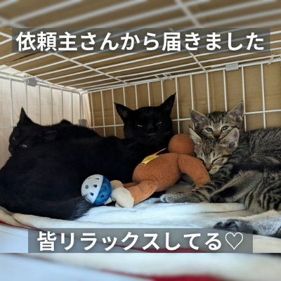 ∞保護ヘルプへ∞ ∞保護ヘルプへ∞
