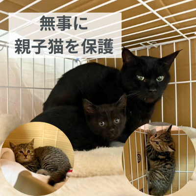 ∞保護ヘルプへ∞ ∞保護ヘルプへ∞
